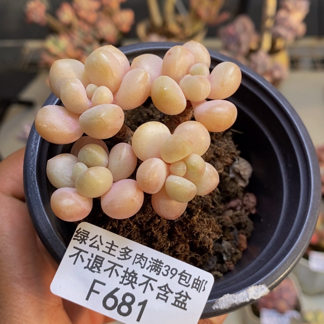 681萤火虫多肉6c m