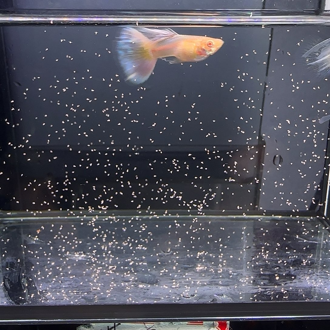 孔雀鱼天使彩虹绒球三条