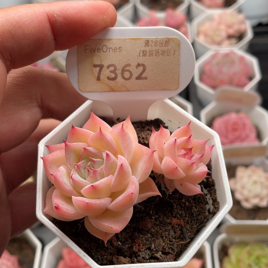 水晶玫瑰7362-6.5厘米