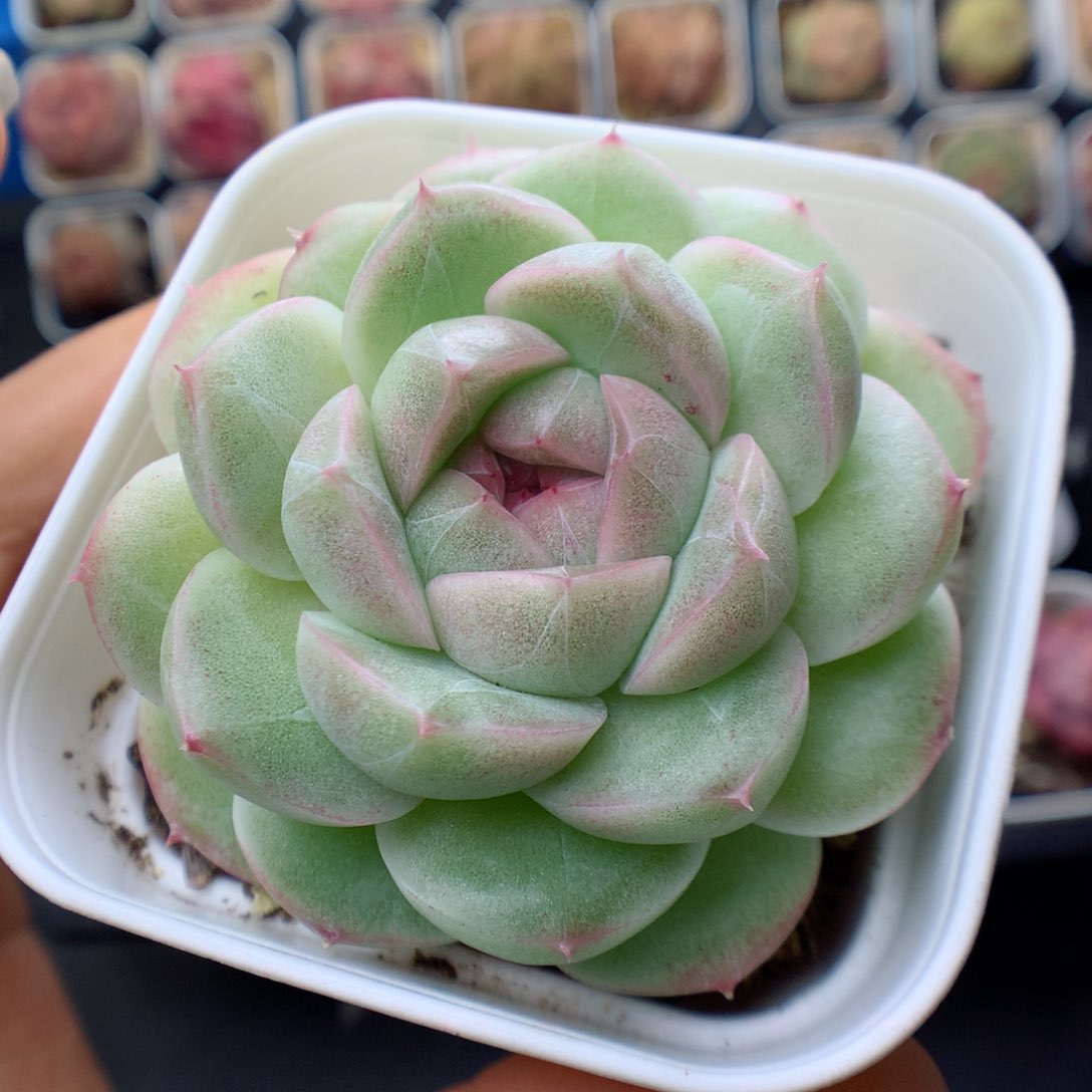 多肉植物。 麦秆15