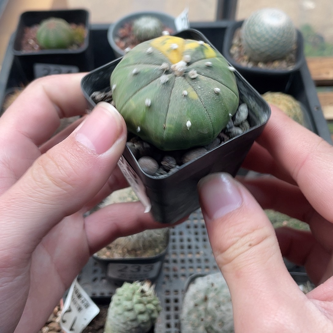 08兜锦（满18包邮）