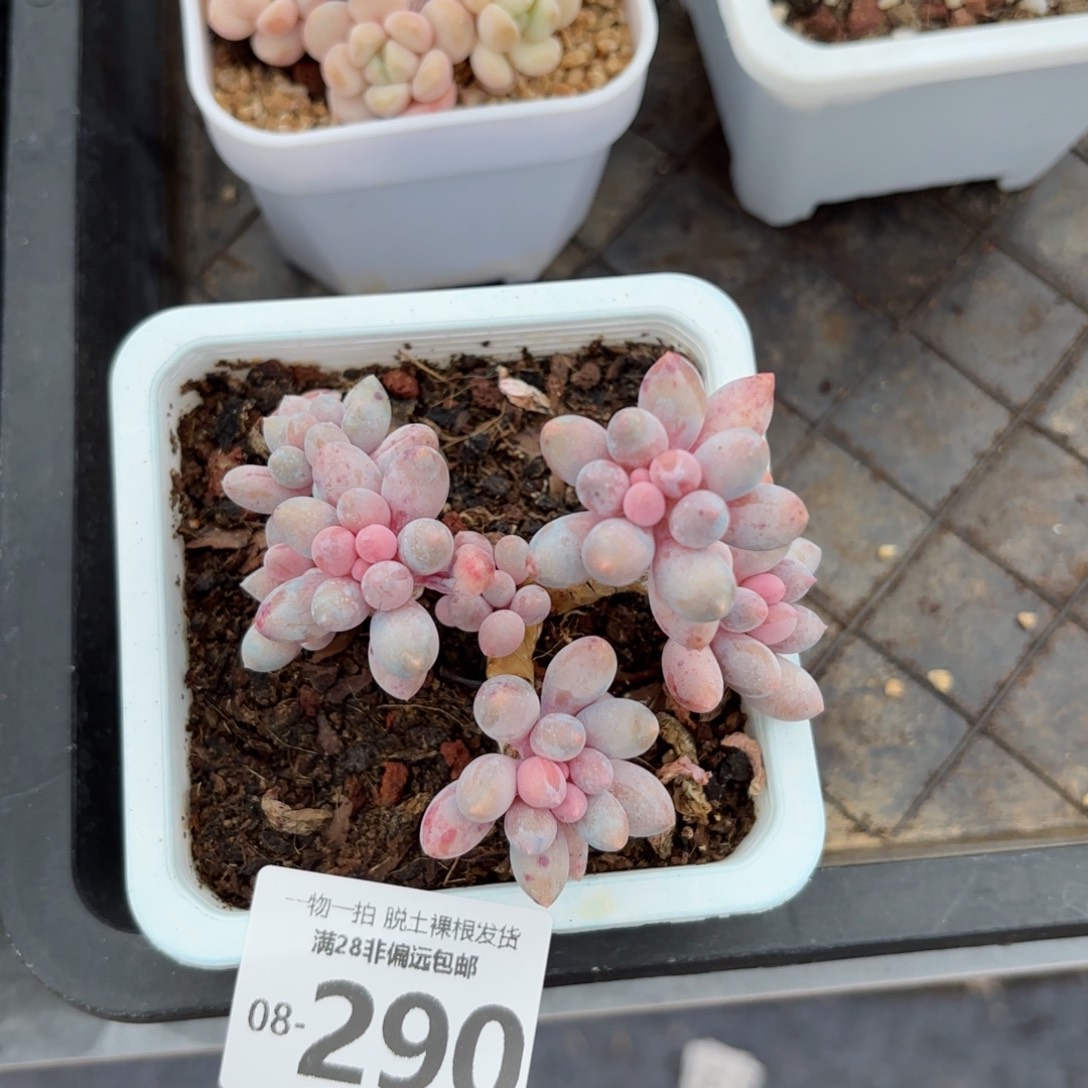 婴儿手指老桩多肉