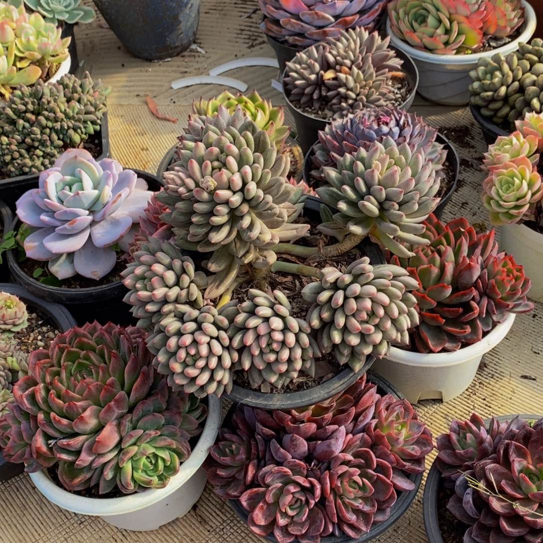 A***y一物一拍多肉植物