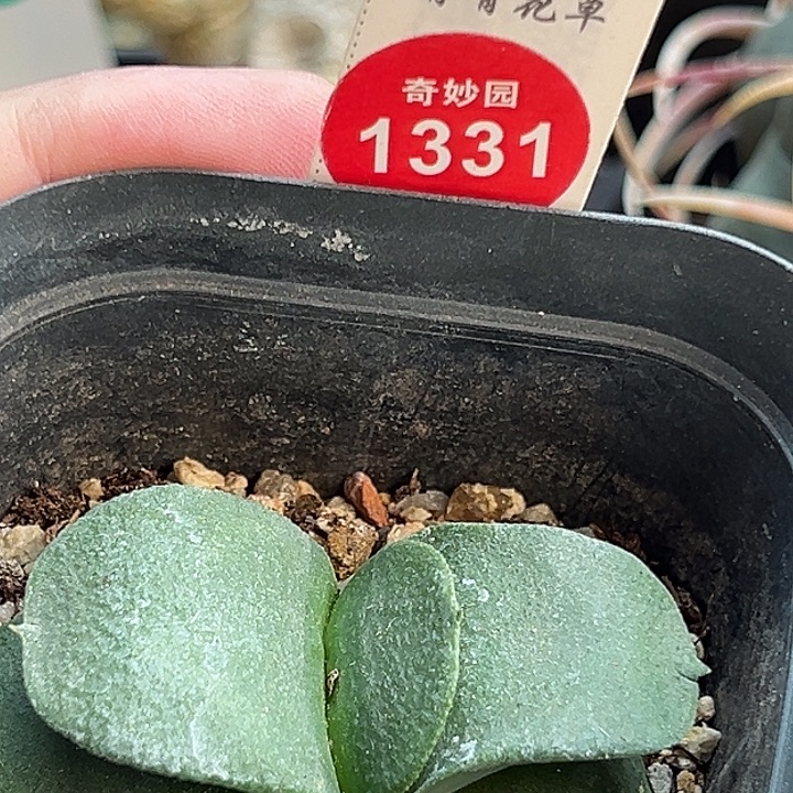 卧牛一棵仙人球59800