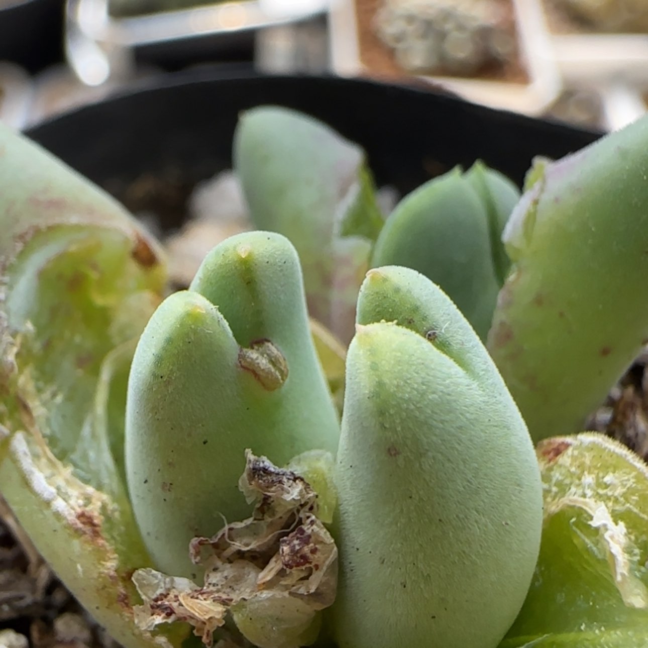 【闪购商品】7900     