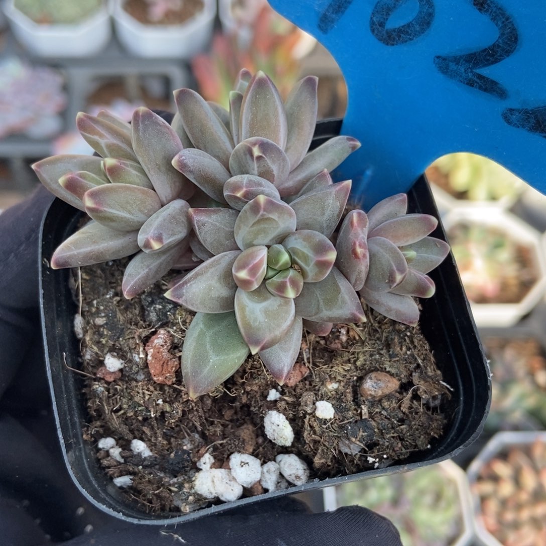 1022梵高美人多肉植物