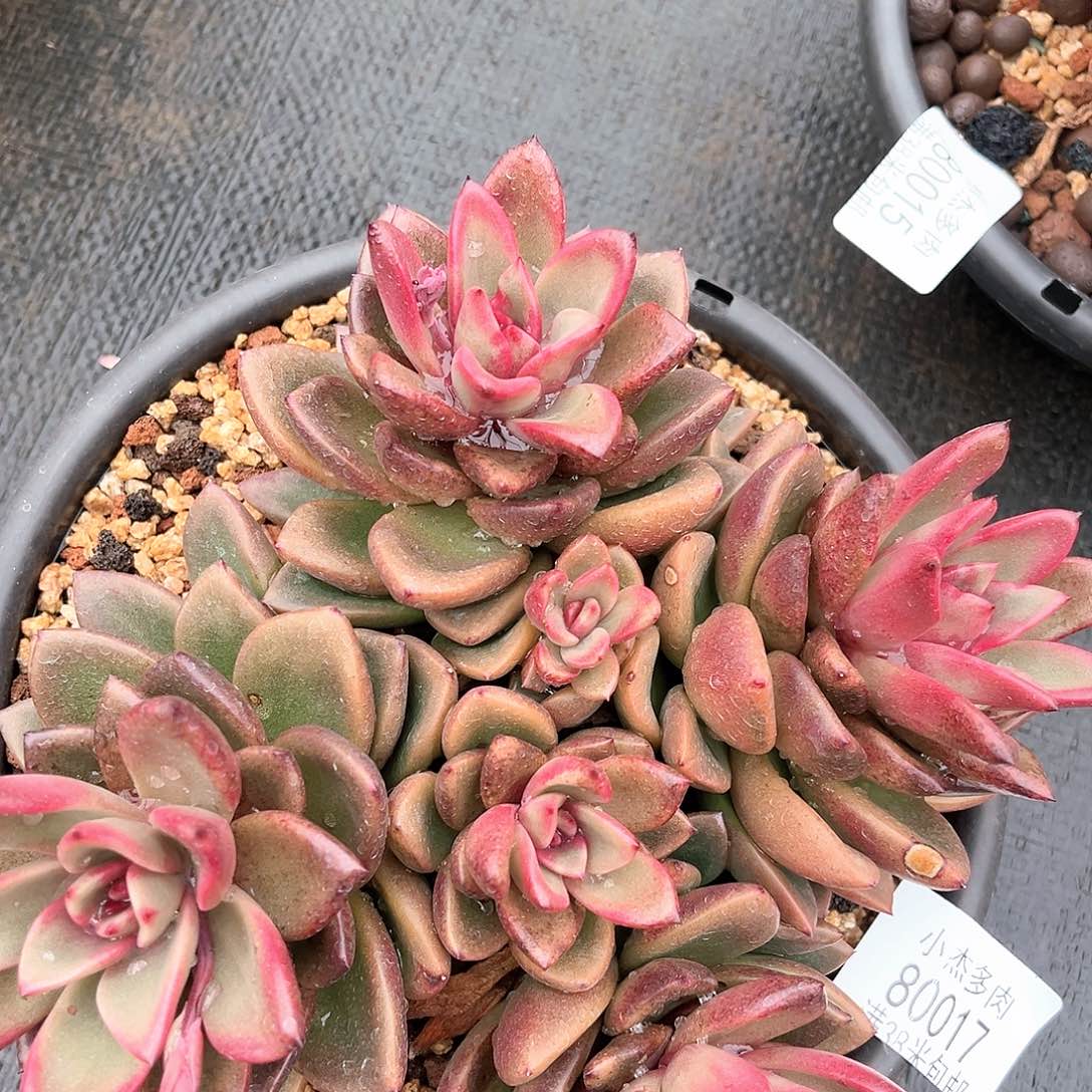 小杰丰沛玫瑰80017