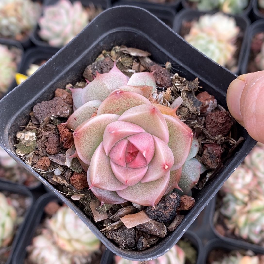 精品多肉一物一拍不包整184