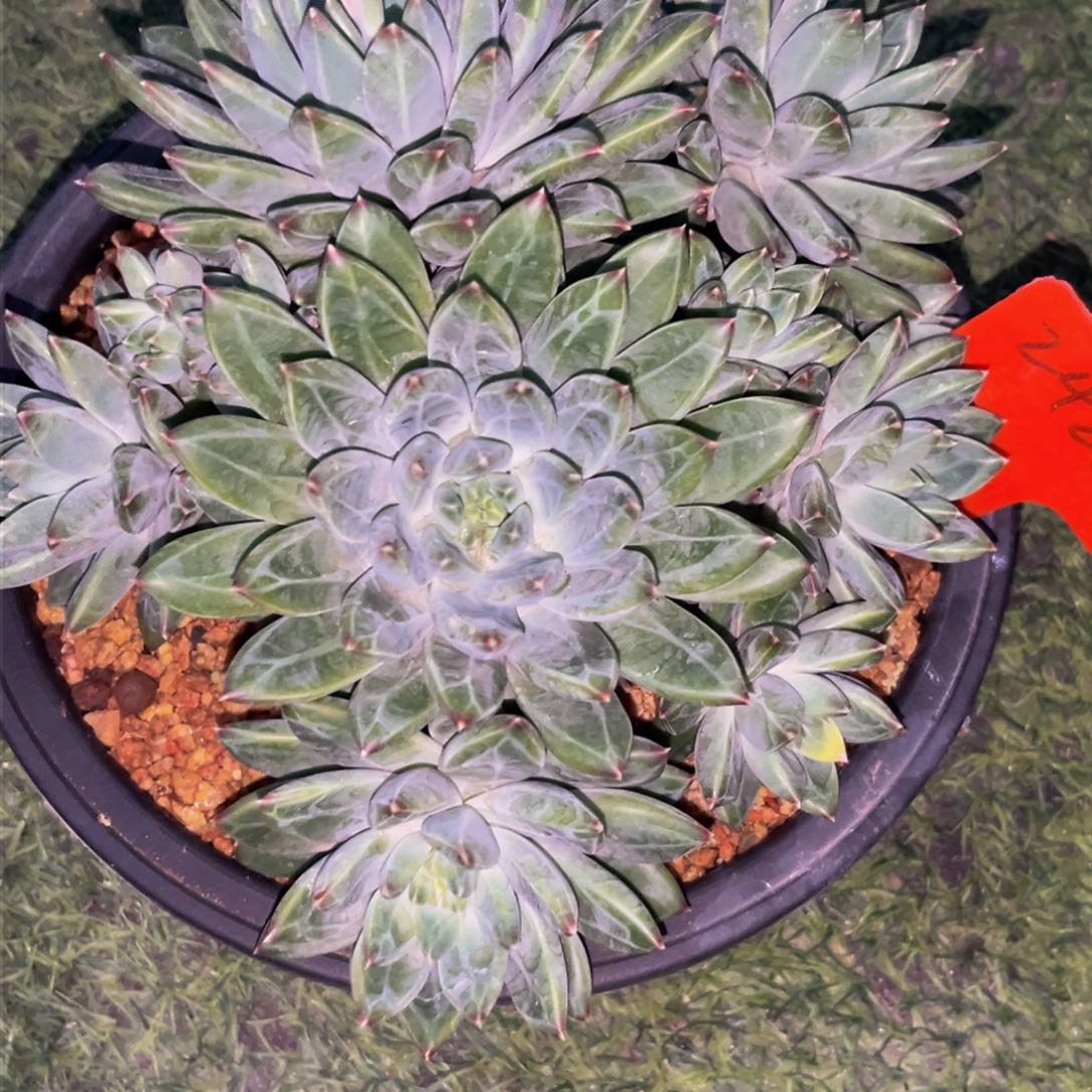 2426下午多肉植物群生