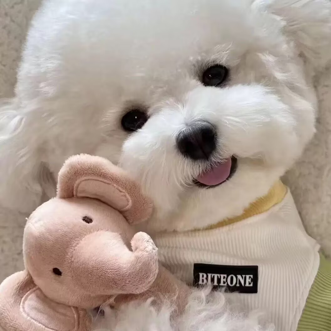 【自选宠物活体】泰迪博美比熊活体宠物狗狗JJ