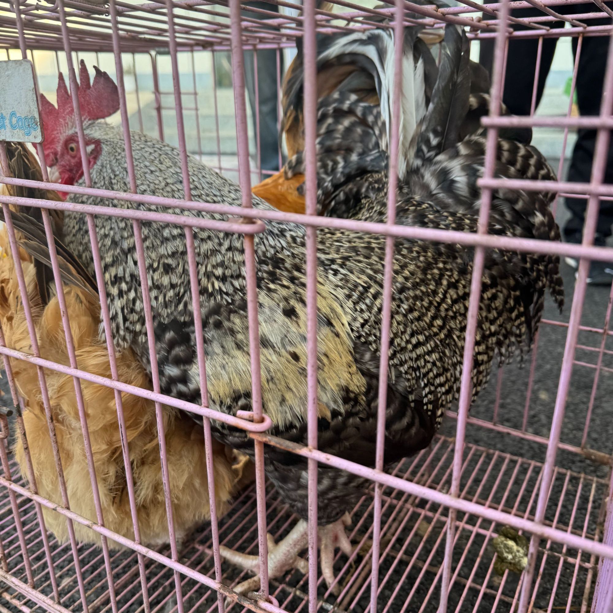 【助农】农村散养芦花鸡公鸡老公鸡农家土鸡散养鸡走地鸡现杀现发