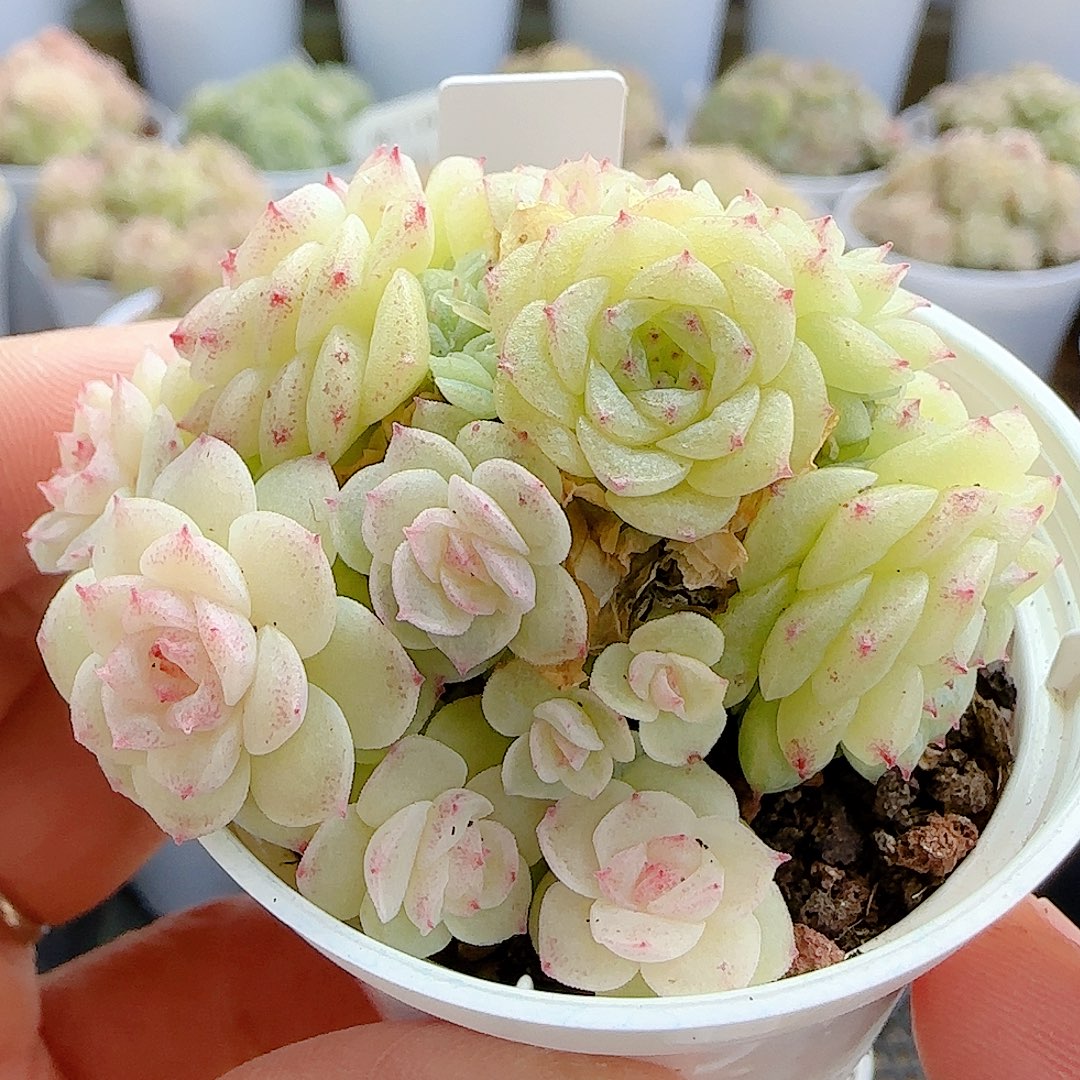 1127-33（fm-202）优选