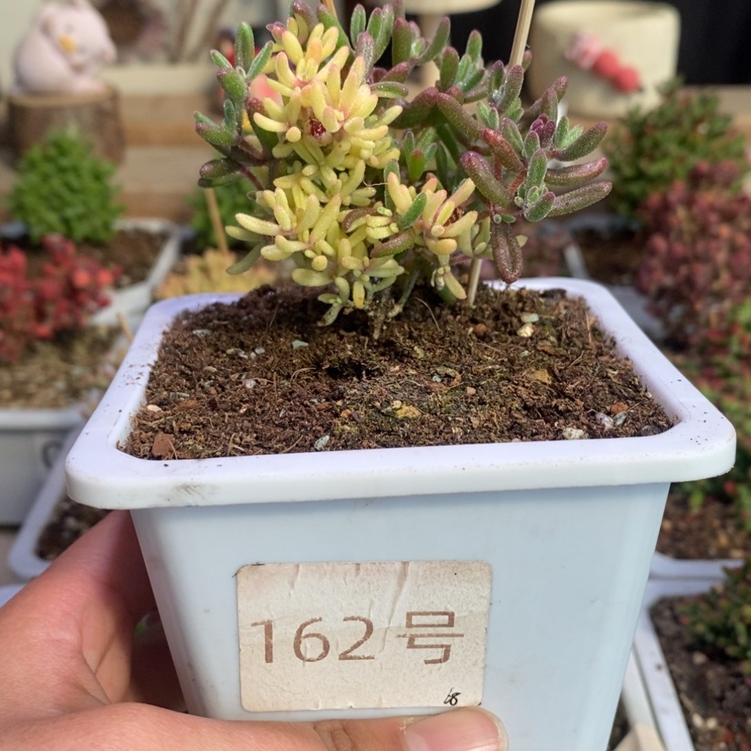红宝石全锦带盆土发货一物一拍