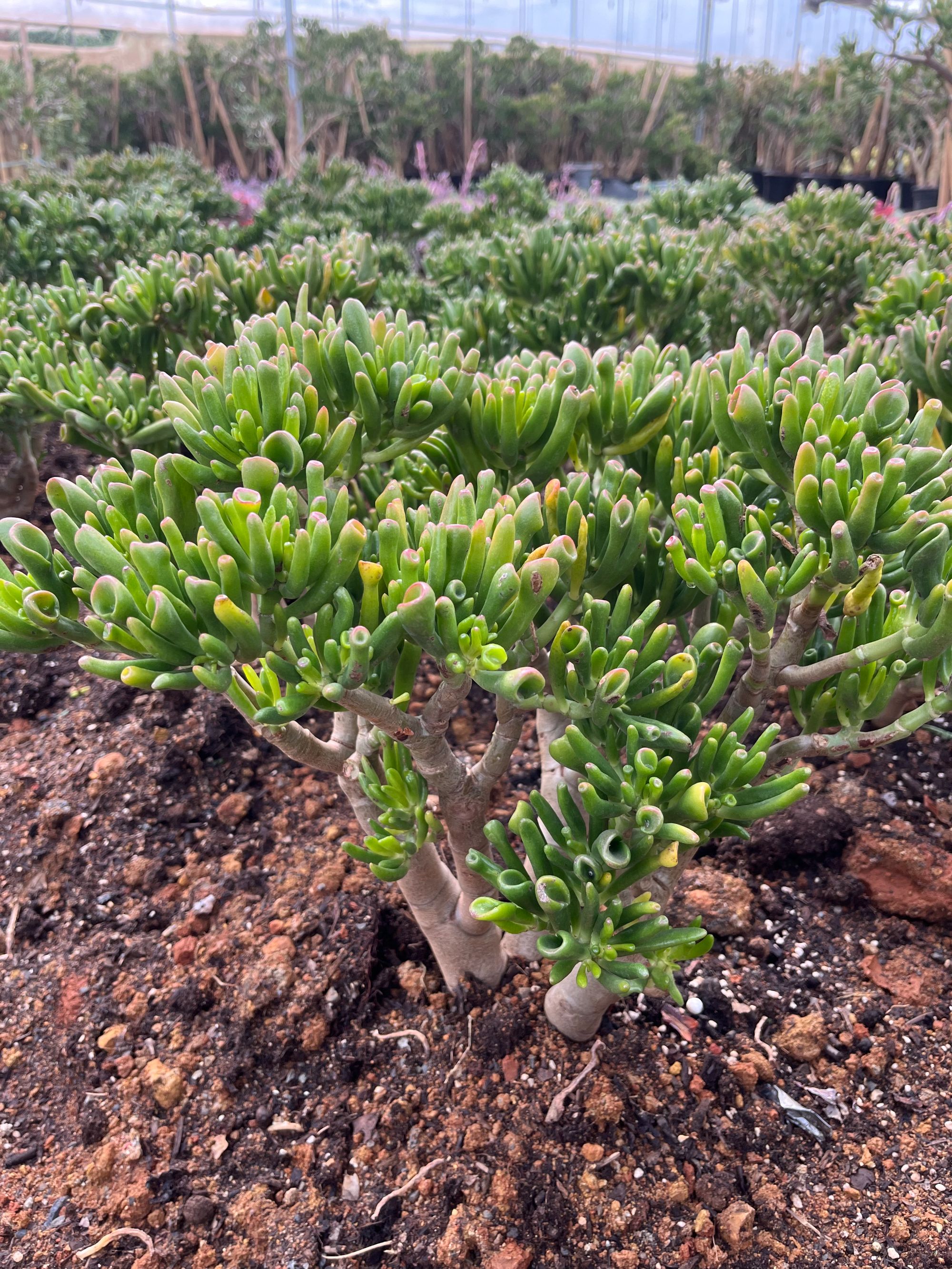 5年 老桩吸财树   新手必拍  好看好养  云南昆明发货