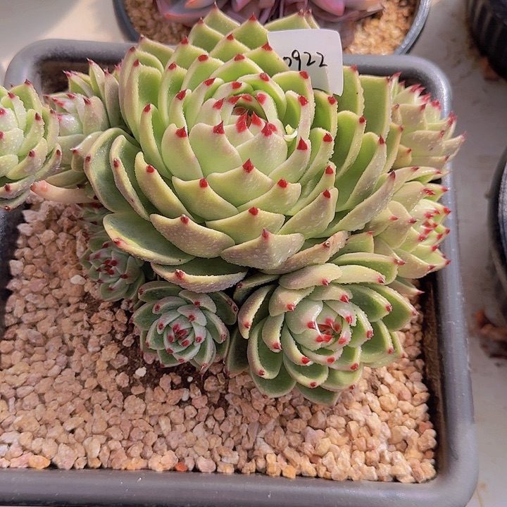 0922蓝龙多肉植物