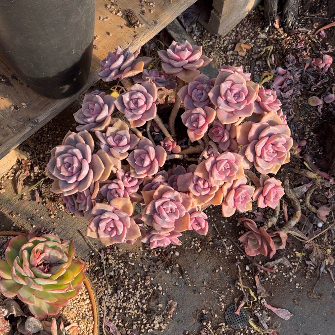 彩虹堂老桩无砍福利价