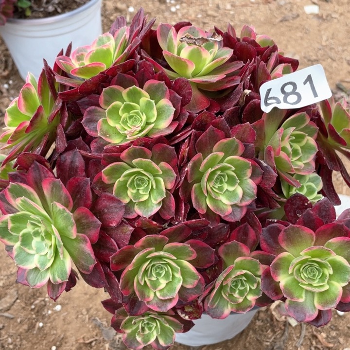 681多肉植物安娜