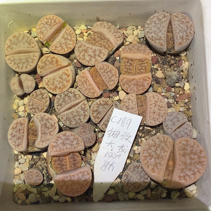 精品多肉植物精品c189