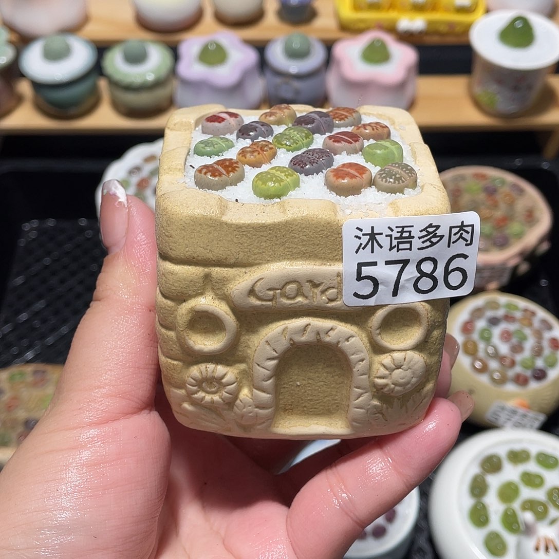 带盆土植物 一物一拍5786