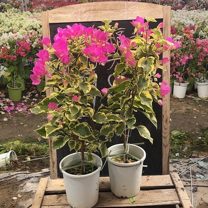 完全开放三角梅金边宫粉