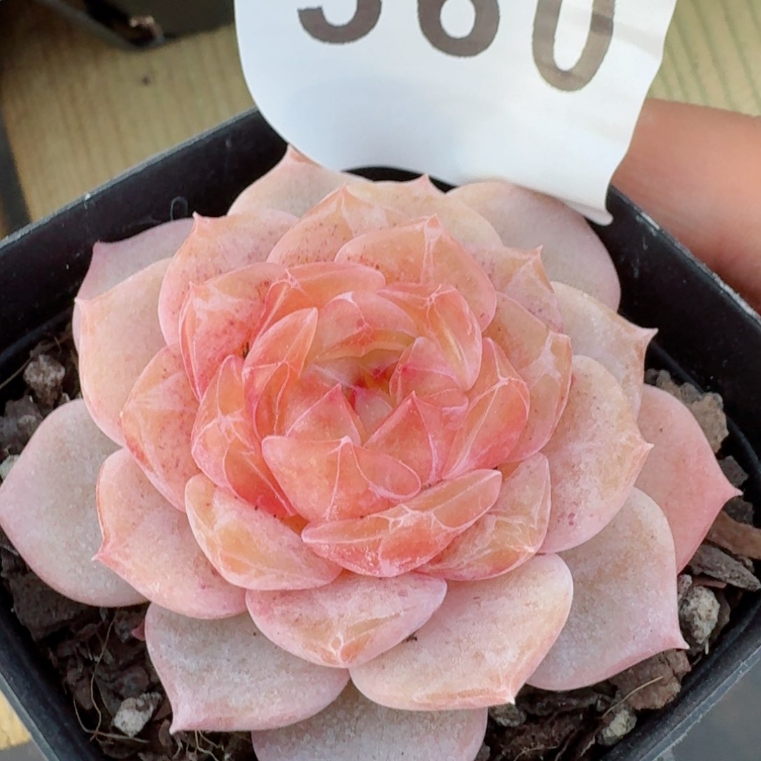 未来命名         多肉植物新品上新