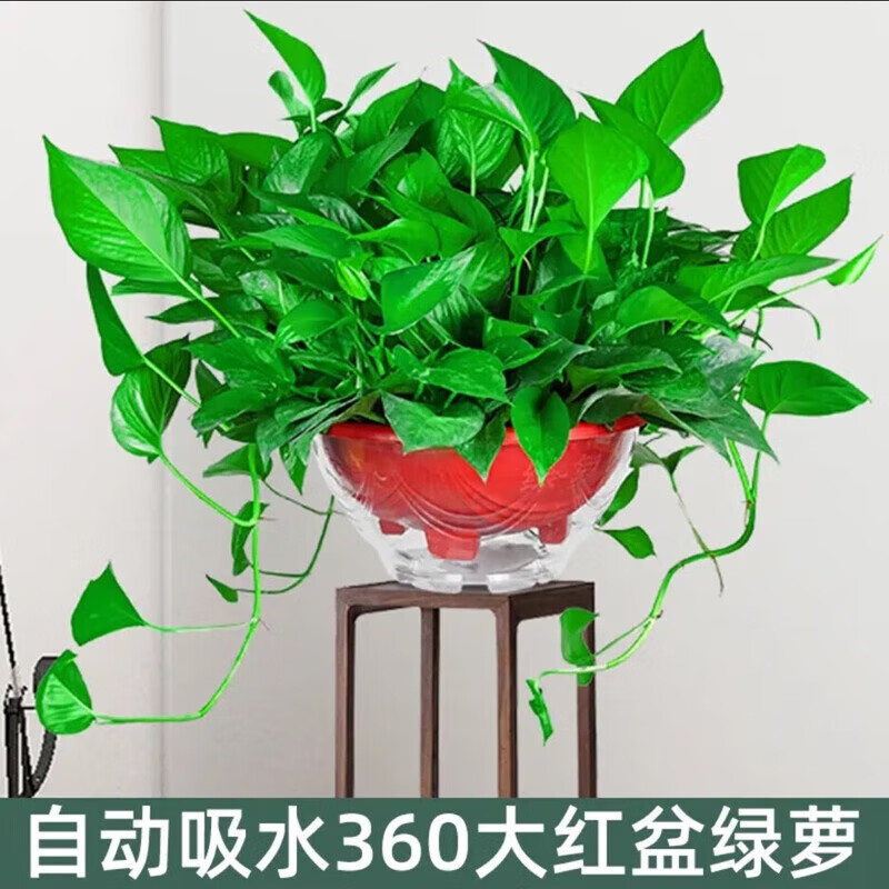 长藤绿萝垂吊绿植室内吊兰吸甲醛净化空气绿植盆栽稀有绿萝盆