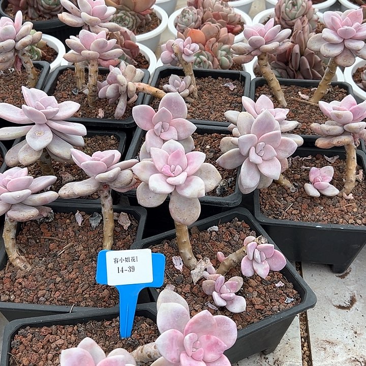 1439一筐多肉植物