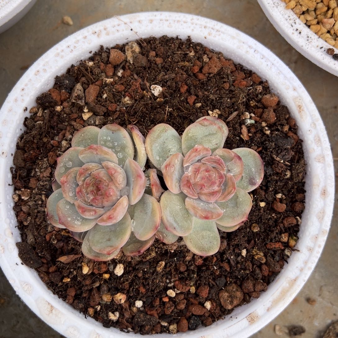 红色恋人双头不单发货