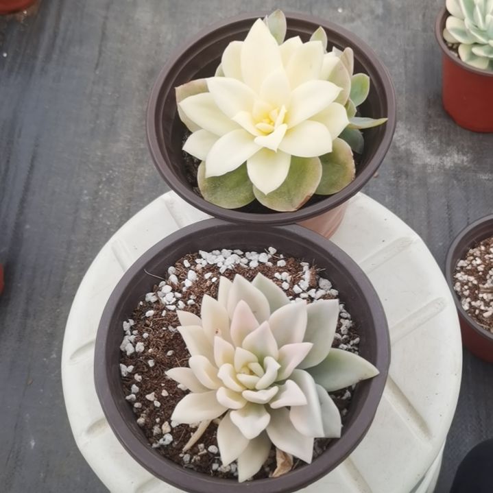 奥普琳娜白覆轮锦+丝绸面纱吉上斑锦