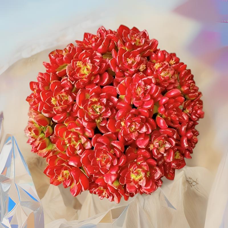 L大盆爱马仕玫瑰 冠幅16-20cm 喜阳耐旱越晒越红皮实好养稀有多肉