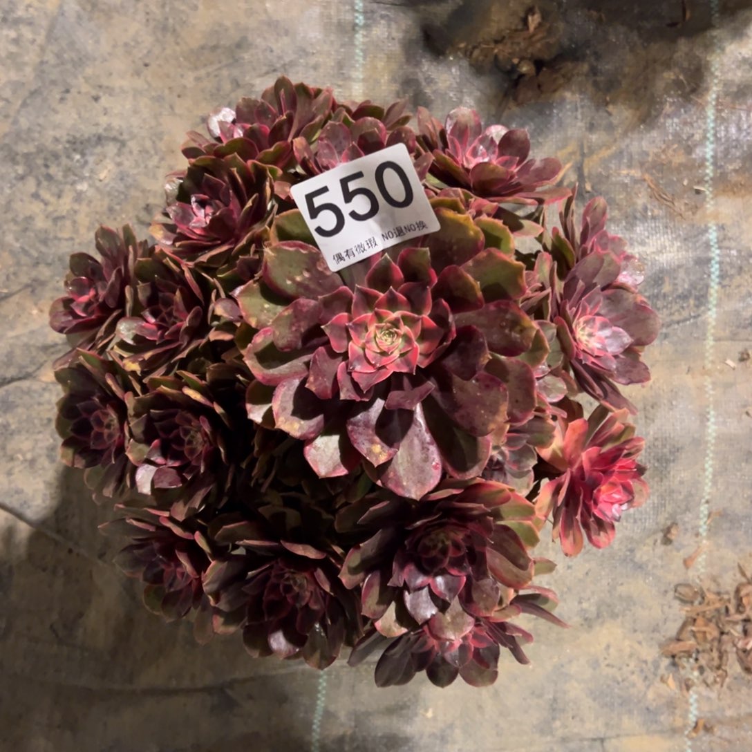 我是真的很喜欢这个