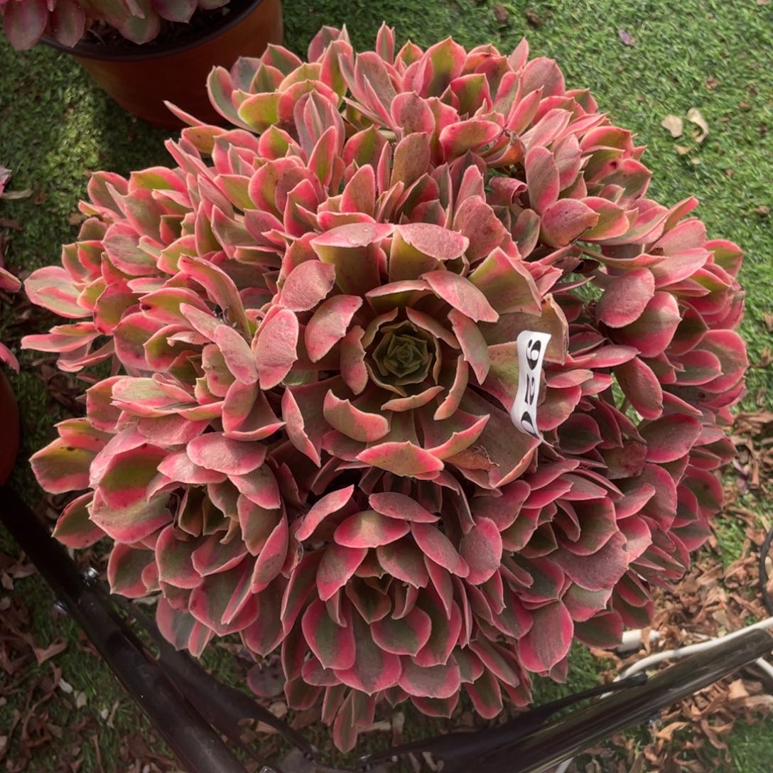 920精品法师女妖