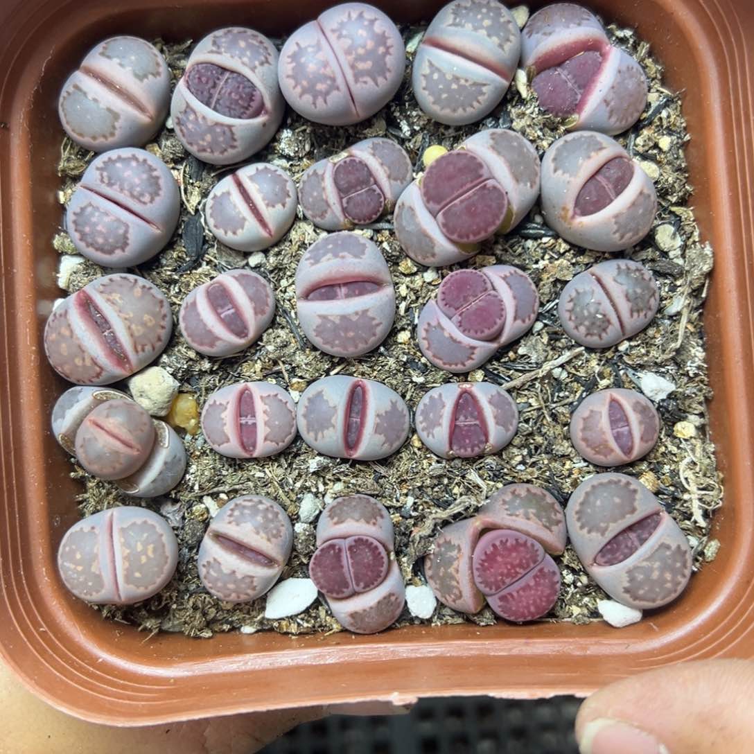 【闪购商品】241……