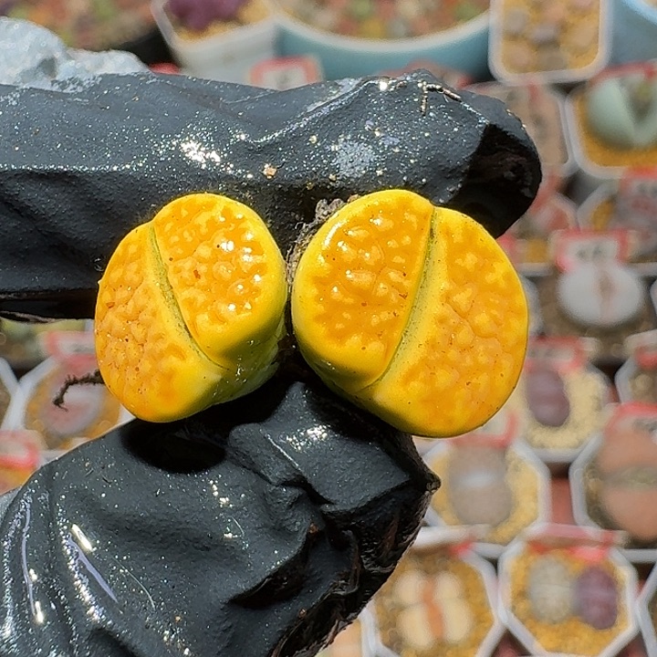 生石花3:：：。    386号