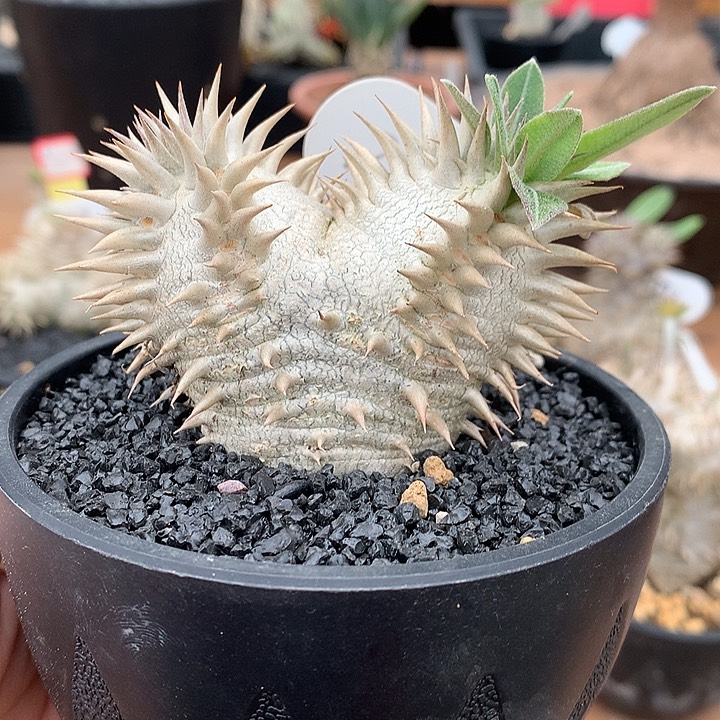 248惠比大黑上排刺爱心型哈哈哈哈