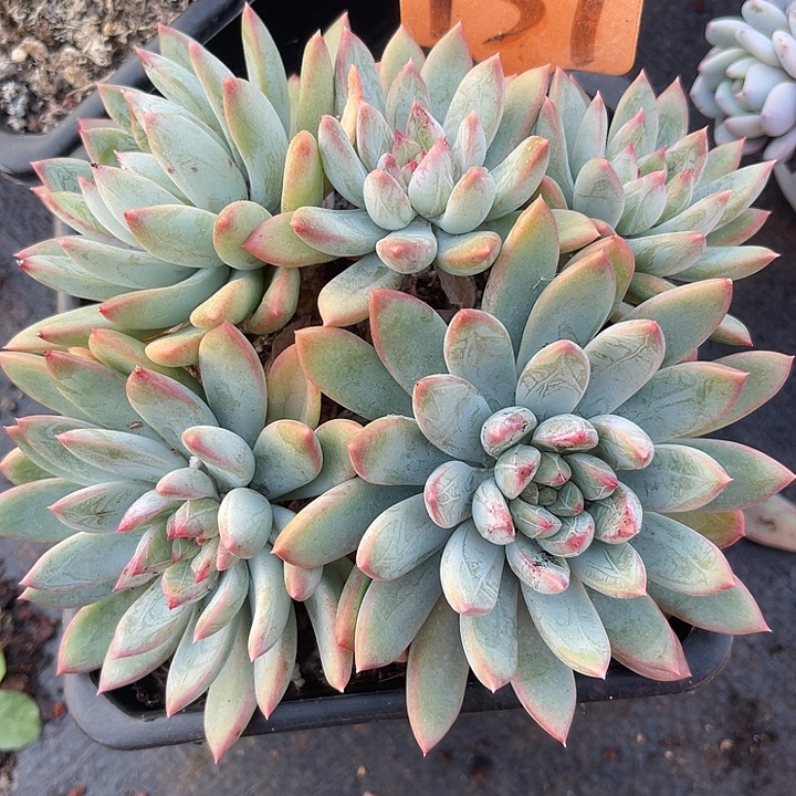 两单包邮，一物一拍131暗纹杂交