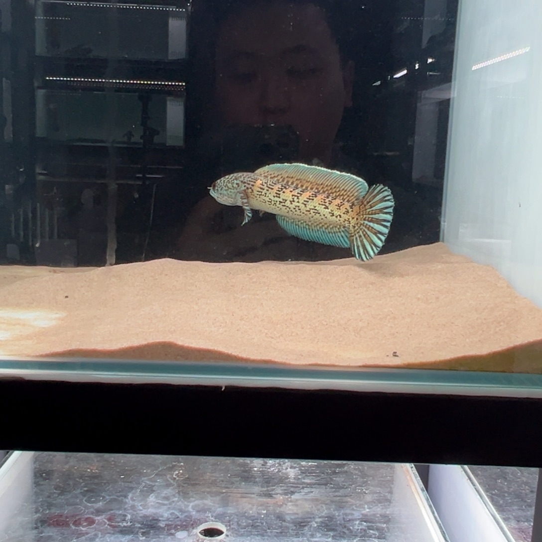 Q***人雷龙鱼15-16公分的黄金眼镜蛇（野蛇）