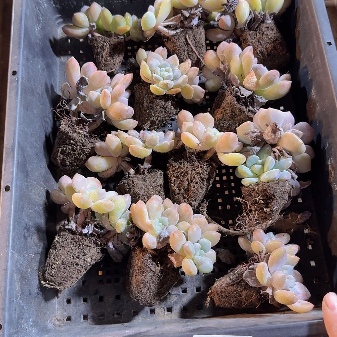直播福利一物一拍19