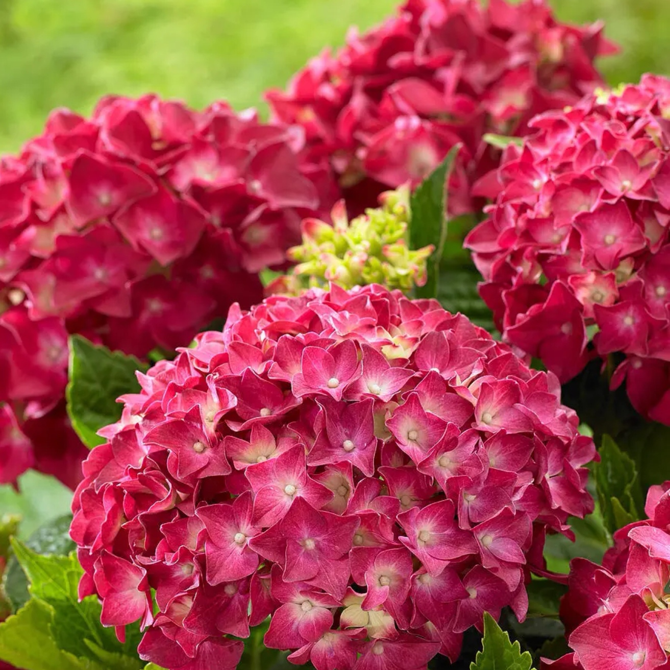 魔幻红宝石绣球花盆栽两加仑大盆原盆原土发货