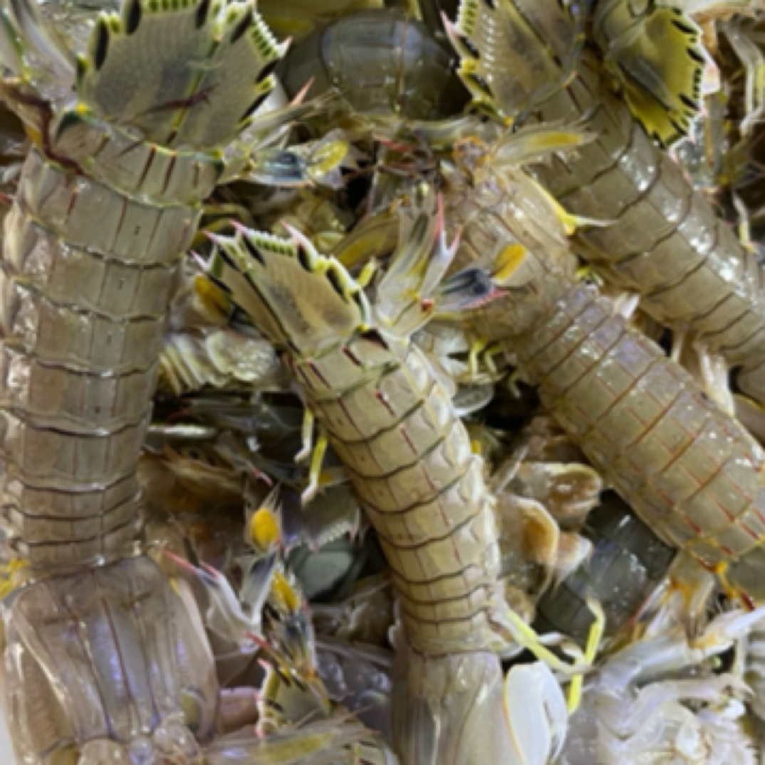 渤海湾虾爬78二斤