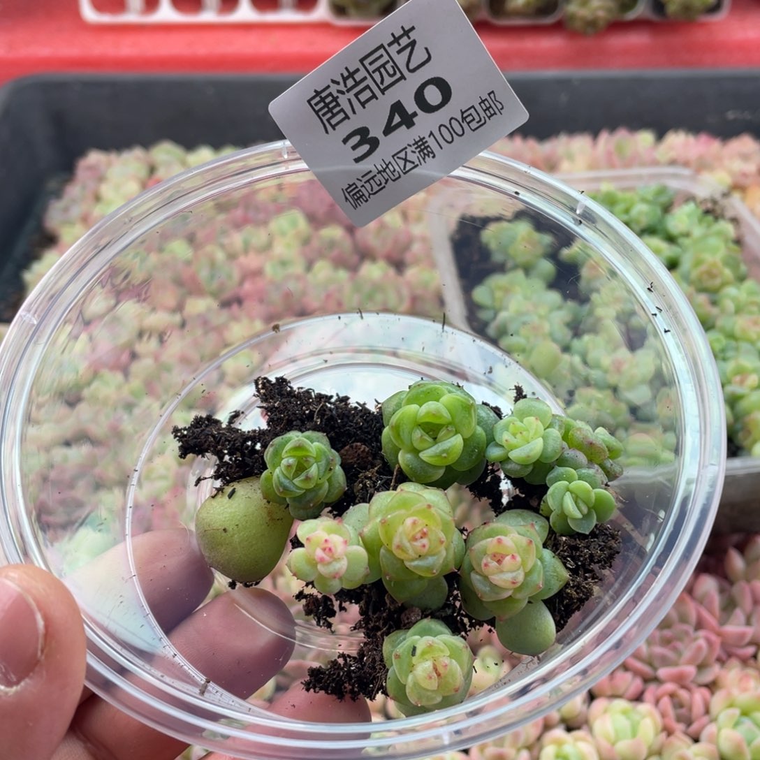 甜心混一物一拍340…