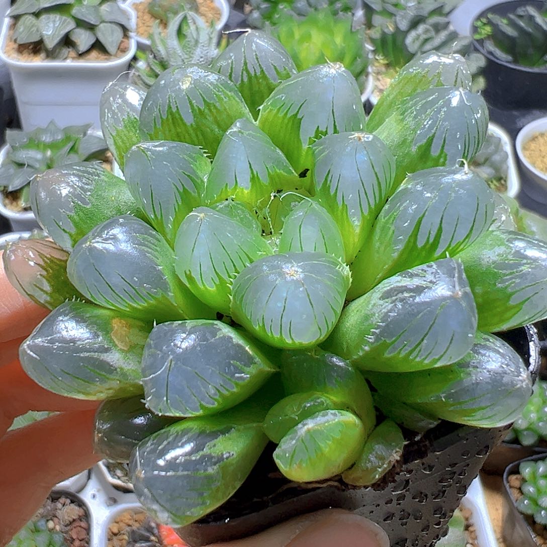 帝王玉露多肉多肉多肉一颗