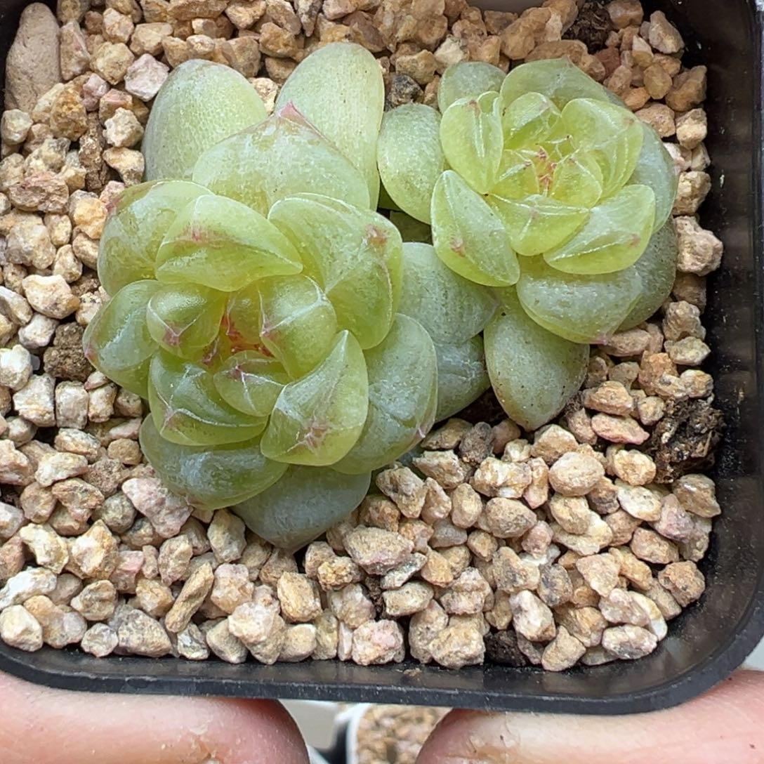 459号相柳晗雨多肉
