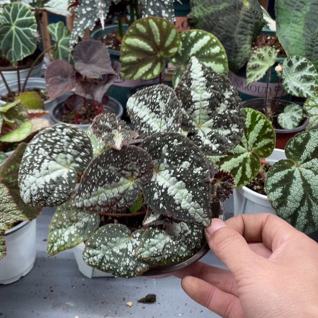 完全开放原生半侧膜