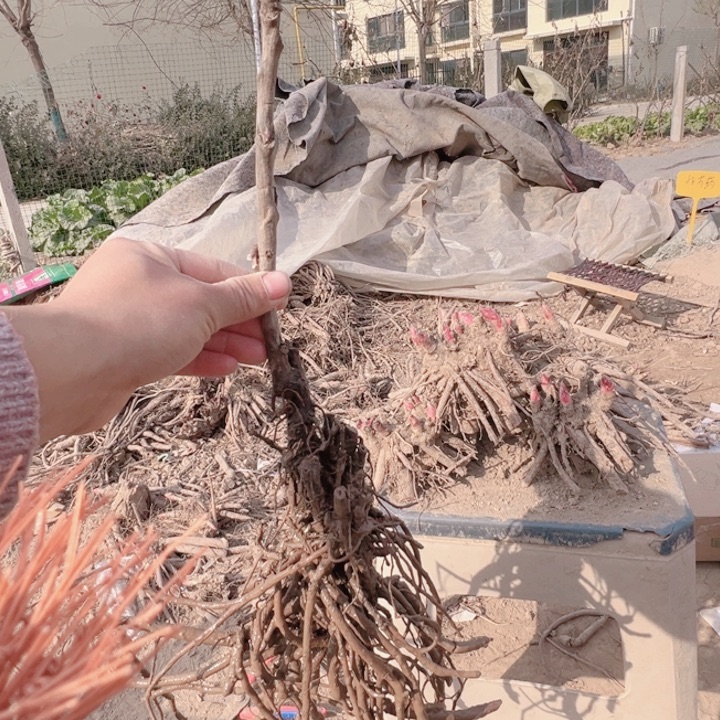 当前无花栽培后可以开花豆绿