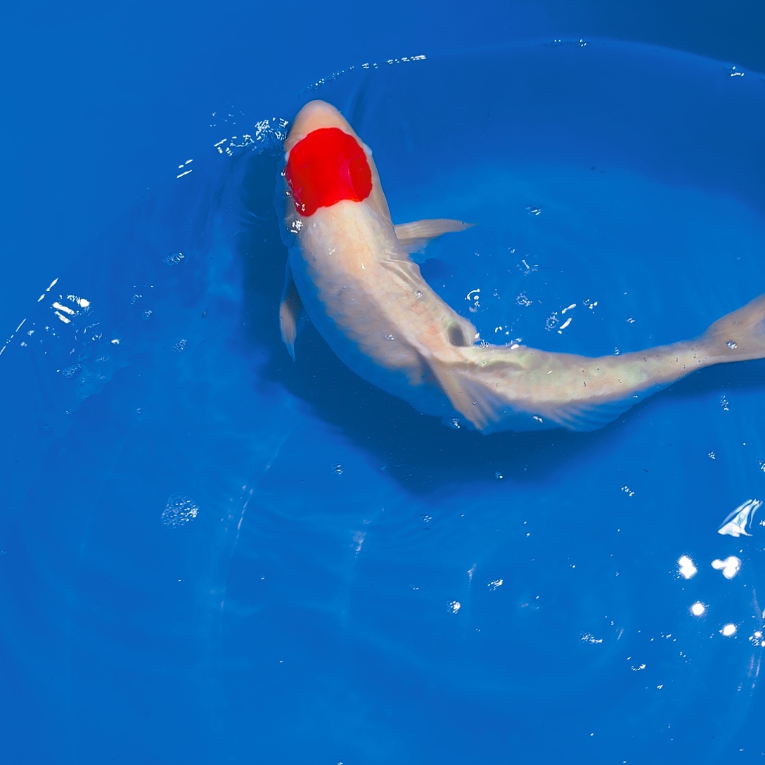 锦鲤板井单顶锦鲤专拍