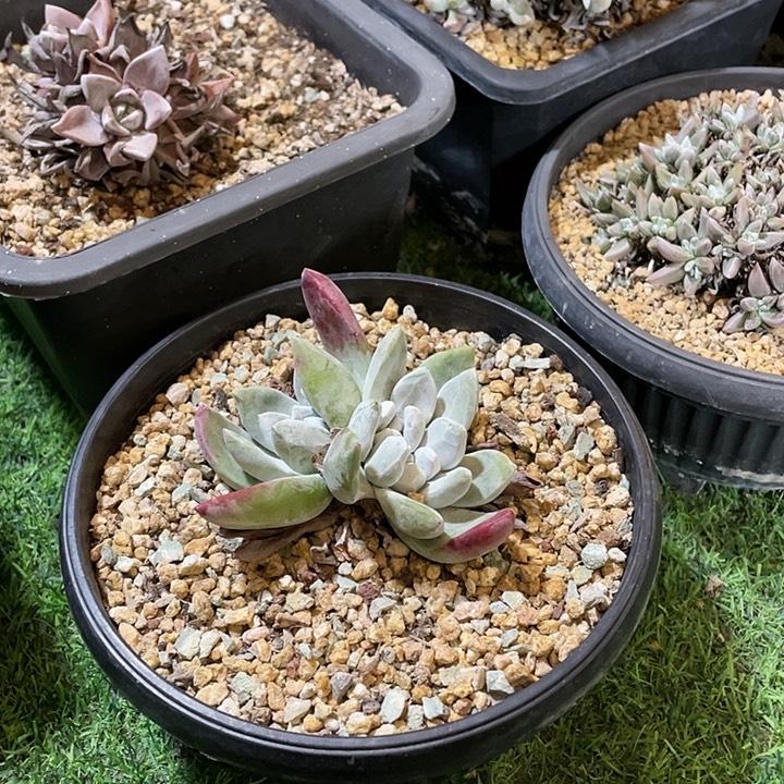 原始初霜大脸粗桩福利