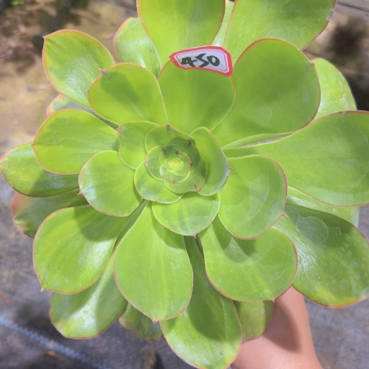 一物一拍艳姿花脸锦450