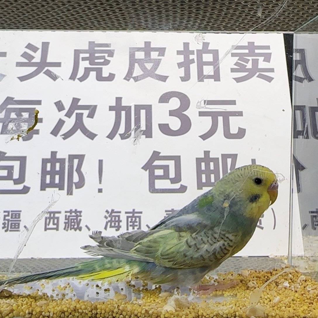 虎皮鹦鹉金彩金彩