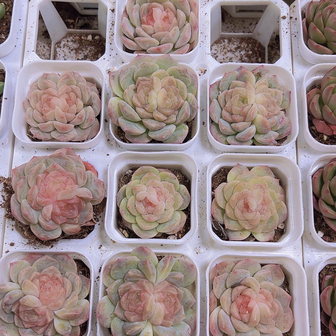 双眼皮泡影19包邮多肉植物